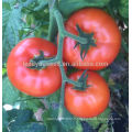 T53 Dabao mi-tard maturité graines de tomates hybrides rouges